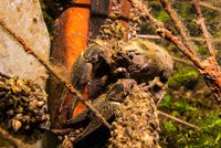 Spiny-cheek Crayfish